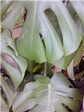 filodendron